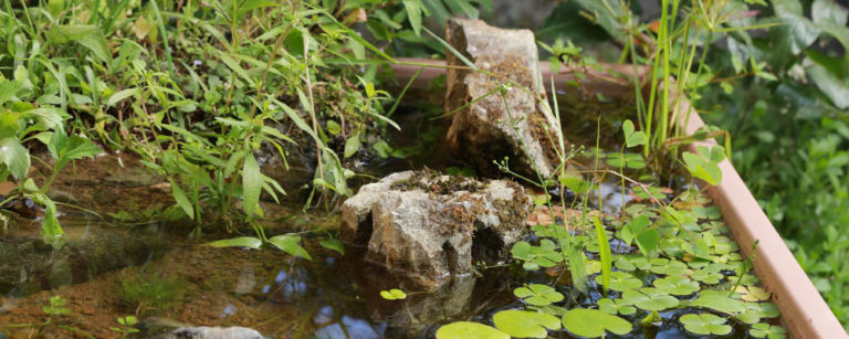 【メダカビオトープ】2018年版：好きな水草（雑草）3つはこれ めだか生活 ～美しくて快適なめだかビオトープを目指して～