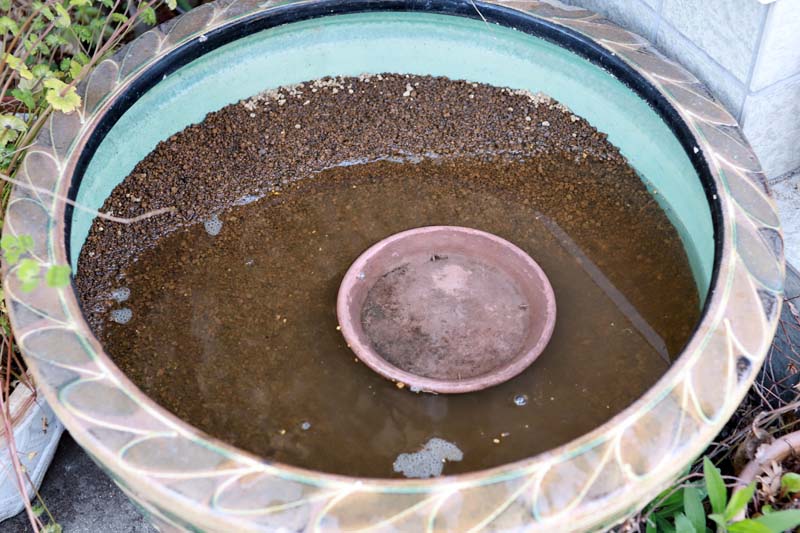 メダカビオトープ 大型水鉢の穴を埋めてビオトープを立ち上げる 後編 めだか生活 美しくて快適なめだかビオトープを目指して