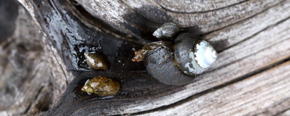 メダカビオトープ】これってタニシ？自然と発生する小さな貝（スネール） | めだか生活 ～美しくて快適なめだかビオトープを目指して～