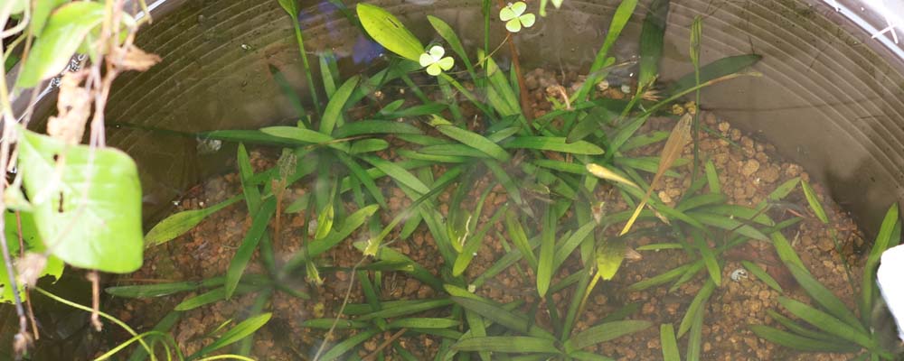 メダカビオトープ水生植物の紹介：ナガバオモダカ  めだか生活 ～美しくて快適なめだかビオトープを目指して～