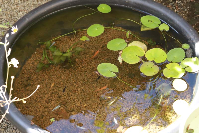 メダカビオトープ 飼育のポイント メダカにとって良い水とは めだか生活 美しくて快適なめだかビオトープを目指して