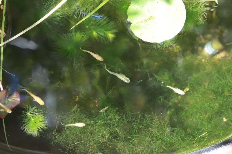 メダカビオトープ 水生植物の紹介 ウィローモス めだか生活 美しくて快適なめだかビオトープを目指して