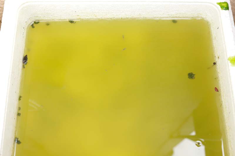 メダカビオトープ グリーンウォーター 緑水 失敗例 めだか生活 美しくて快適なめだかビオトープを目指して